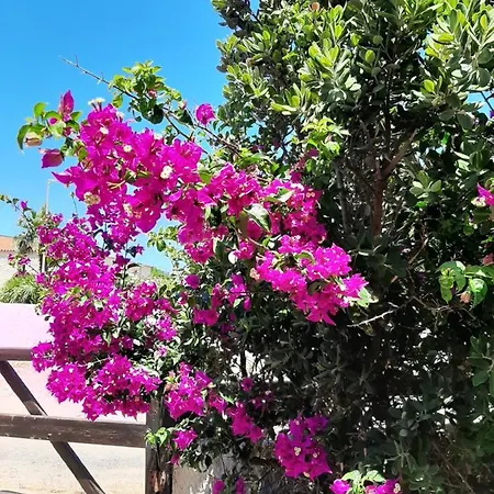 Paradise 托雷戴科尔萨里